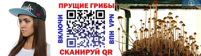 Галлюциногенные грибы мицелий  наркошоп  Салехард 